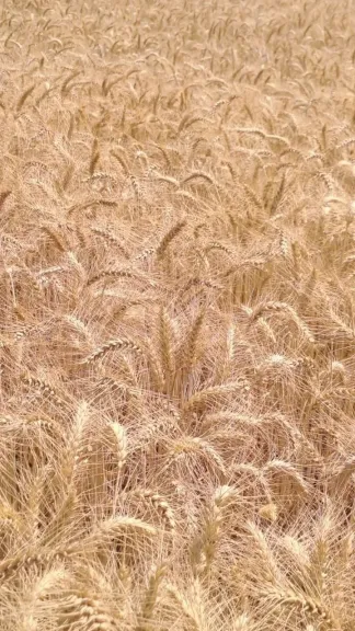 قمح الشرقية 