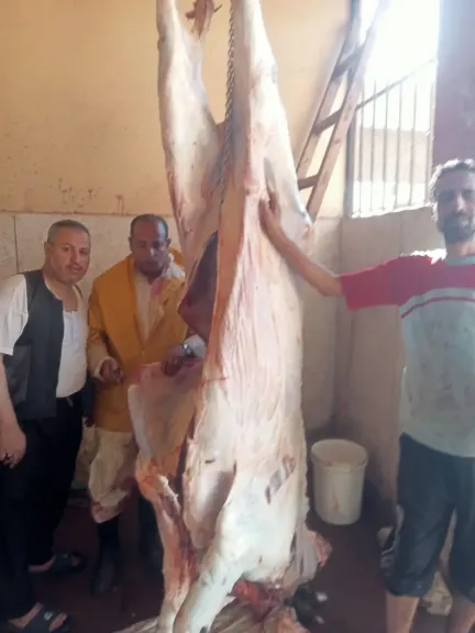 حملات بيطرية 