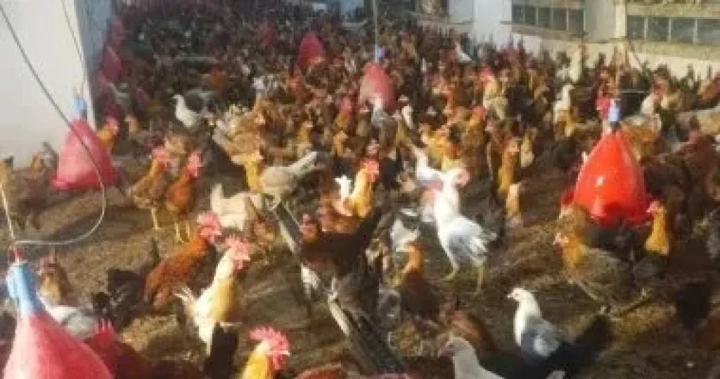 تصدير أعلاف الأسماك والدواجن
