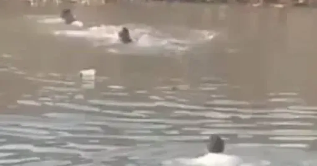 حادث غرق 