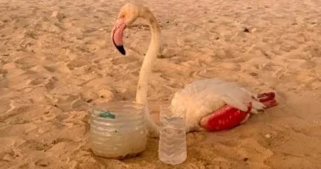 العثور على طائر فلامنجو أبيض على أحد شواطىء الساحل الشمالى