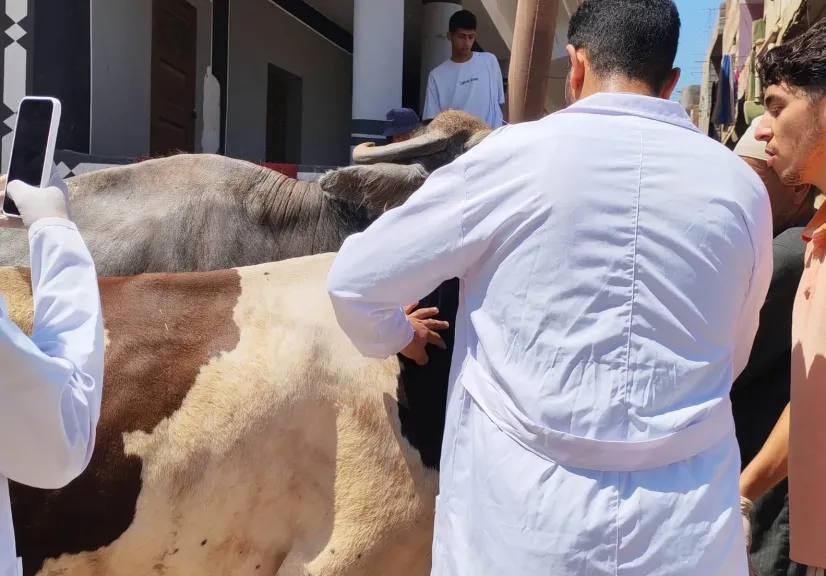 قافلة بيطرية مجانية