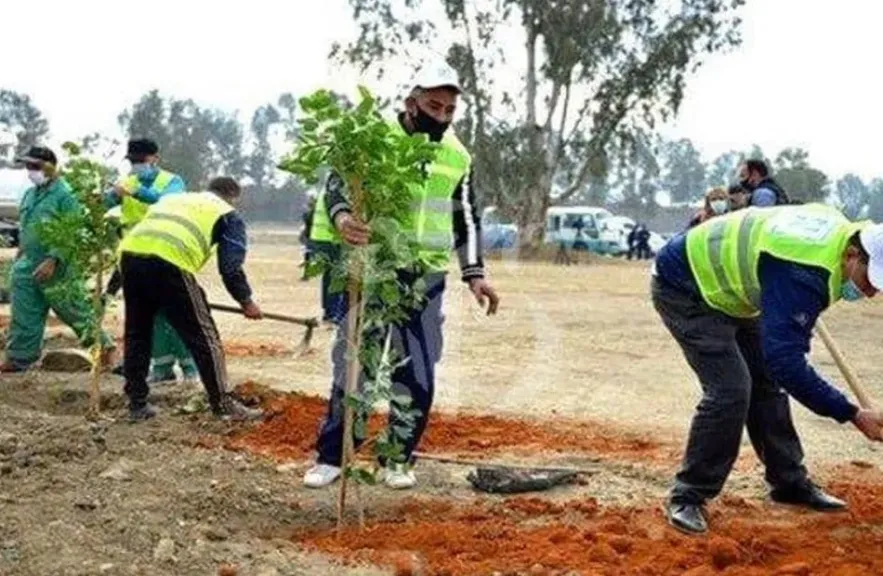 زراعة الأشجار ضمن مبادرة 100 مليون شجرة 