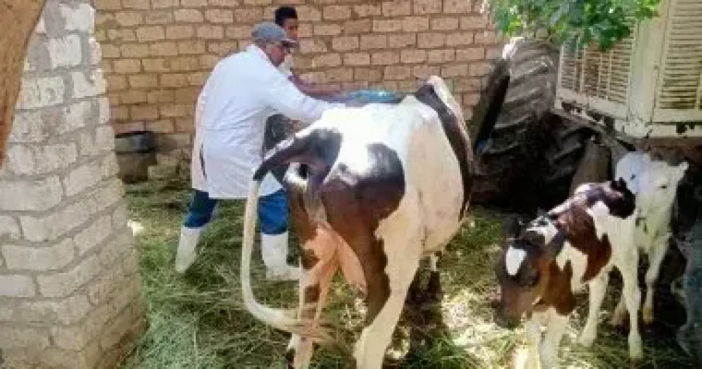 الحمى القلاعية