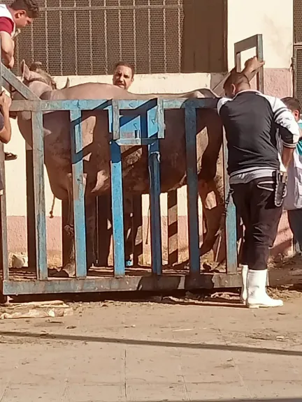 جانب من متابعه 
