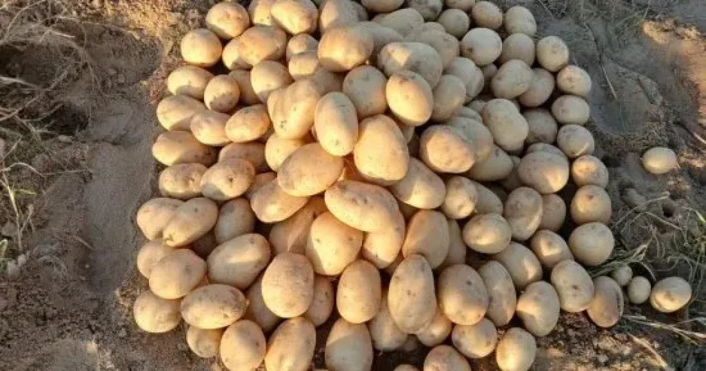 البطاطس 