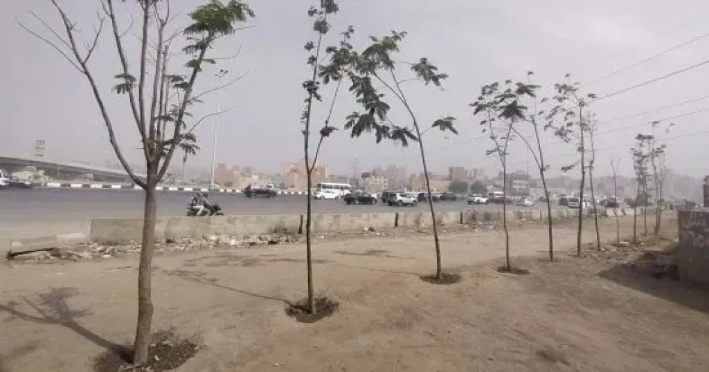 زراعة أشجار بالطريق الدائرى من المريوطية حتى عثمان محرم