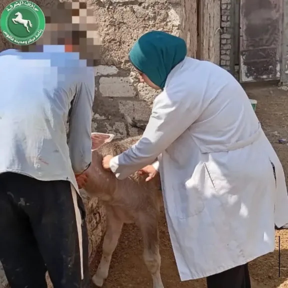 جانب من التحصبن 