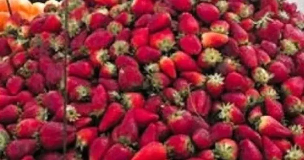 فرولة