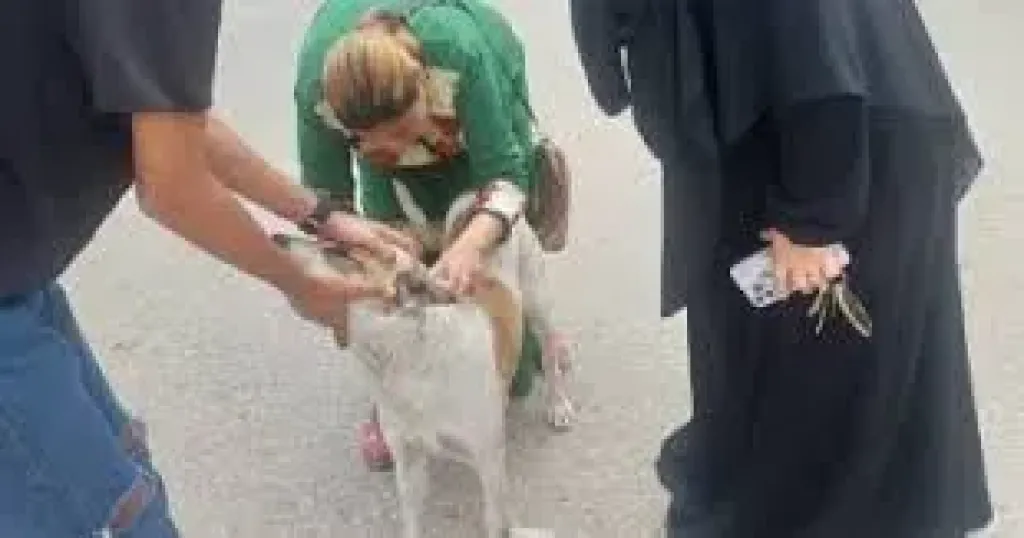 مرض السعار 