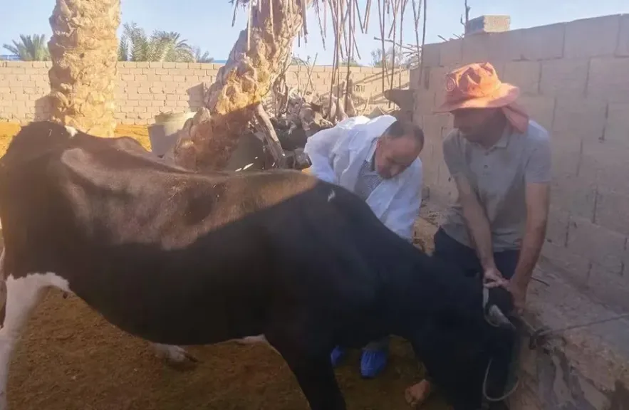 قوافل بيطرية مجانية خلال سبتمبر لخدمة المربين