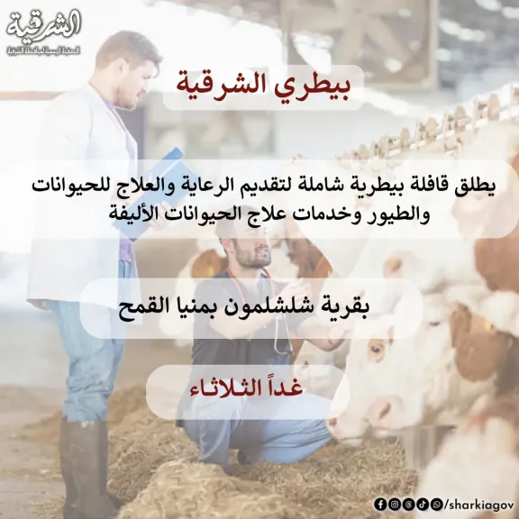 تقرير يفيد الاستعداد للحملة 