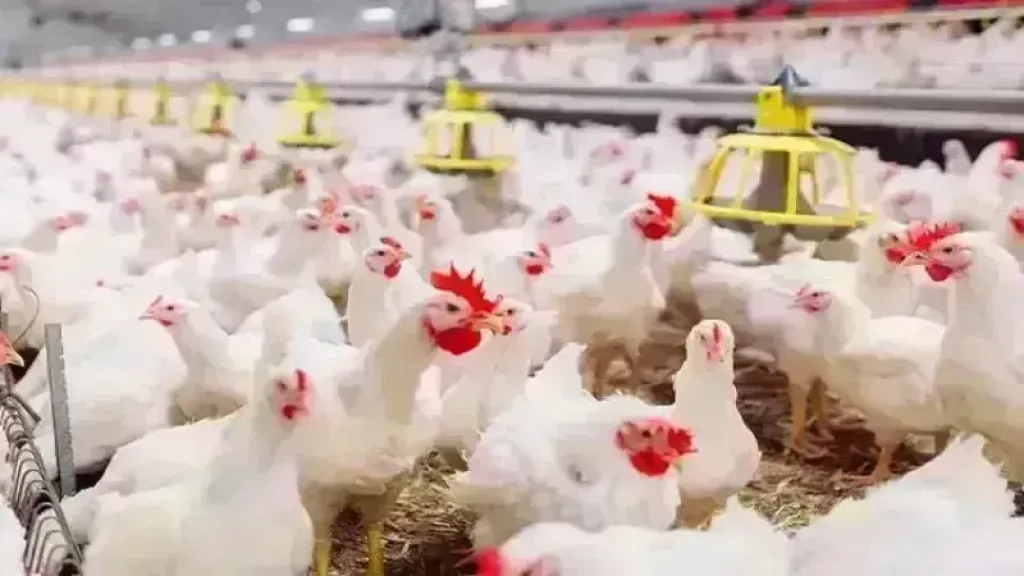 البيض و الدواجن