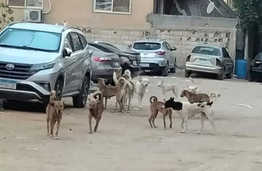 انتشار الكلاب الضالة