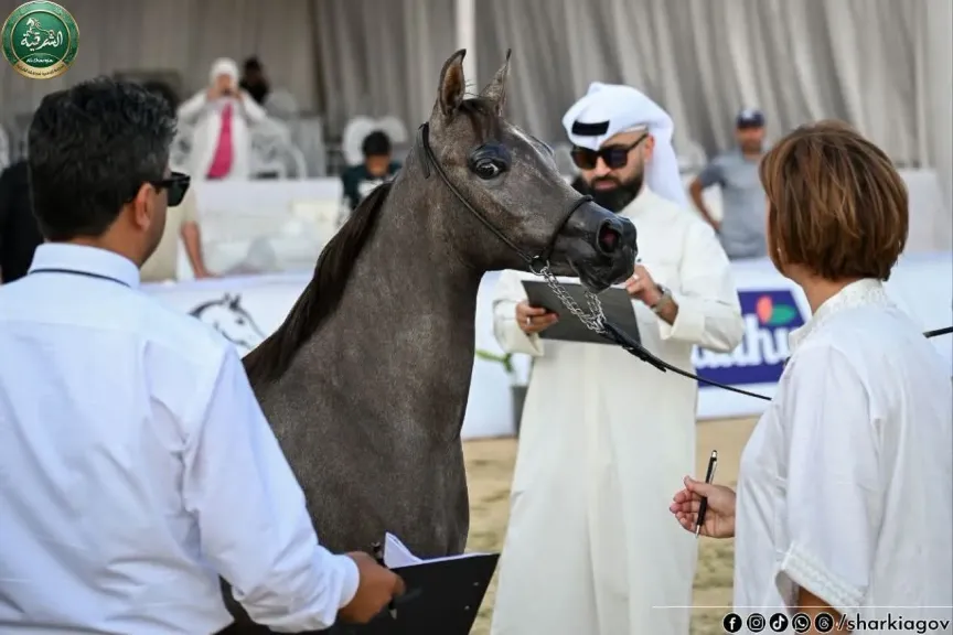 جانب من مسابقة جمال الخيل 
